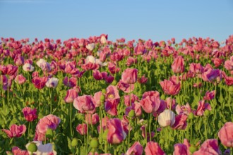 Pink poppies shining in bright colours against a clear sky, Germerode, Geo nature park Park