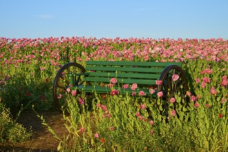 Green bench amidst pink flowers under a clear sky, Germerode, Geo nature park Park Frau-Holle-Land,