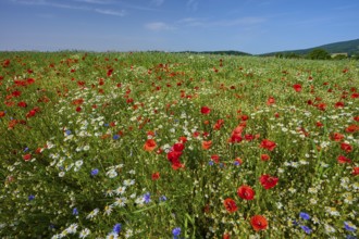 Colourful flower meadow with red poppies, camomiles and cornflowers under a blue sky, summer,