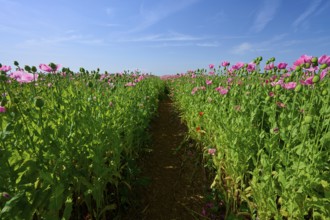 Opium poppy (Papaver somniferum), under a clear blue sky, summer, Germerode, Geo nature park Park
