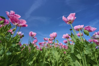 Close-up of pink opium poppy (Papaver somniferum), in front of a clear blue sky, summer, Germerode,