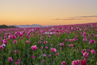 Opium poppy (Papaver somniferum), pink poppies in the morning light, in front of a soft sky