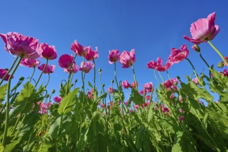 Opium poppy (Papaver somniferum), close-up of poppies stretching against a clear blue sky, summer,