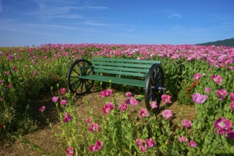 Opium poppy (Papaver somniferum), and green bench, summer, Germerode, Geo nature park Park