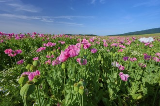 Opium poppy (Papaver somniferum), close-up view of poppies in full bloom under a sunny sky, summer,