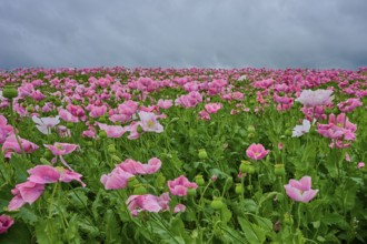 Opium poppy (Papaver somniferum), pink poppies under a cloudy sky, summer, Germerode, Geo nature