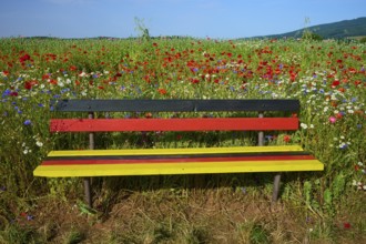 Bench in the colours of the German flag in front of a flower field with opium poppies (Papaver
