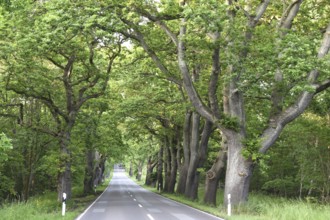Oak avenue, oaks (Quercus robur) on the island of Rügen, Mecklenburg-Western Pomerania, Germany