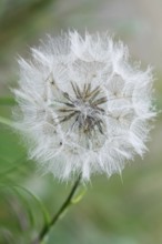 Meadow hickory (Tragopogon pratensis) in a meadow in summer, Germany