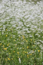 Meadow chervil (Anthriscus sylvestris), May, Germany