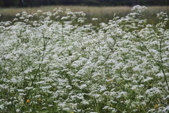 Meadow chervil (Anthriscus sylvestris), May, Germany