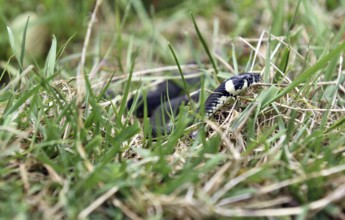 Grass snake (Natrix natrix) in the grass