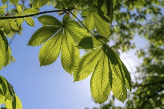 Chestnut leaves (Castanea) against the light, Bavaria, Germany