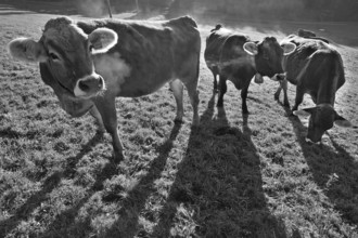 Algäu cows (Brown Swiss cattle in the morning backlight on the pasture, Weitnau, Oberallgäu,