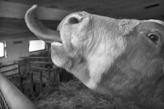 Cow sticks out its tongue, Middle Franconia, Bavaria, Germany