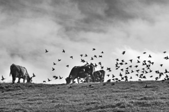Dairy cows in the pasture and a flock of starlings (Sturnus vulgaris) against a cloudy sky,