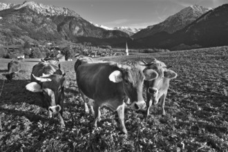 Cows in the pasture, Bad Hindelang with Allgäu mountains in the background, Bad Hindelang,