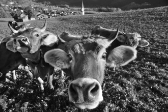 Brown Swiss cattle on the pasture, Bad Hindelang with Allgäu mountains in the background, Bad