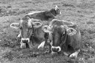 Allgäu cows in a meadow, gabled house, Bad Hindelang, Allgäu, Bavaria, Germany