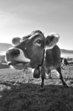 Algäu cow (Braunvieh) on the pasture looking into the camera, Weitnau, Oberallgäu, Bavaria, Germany