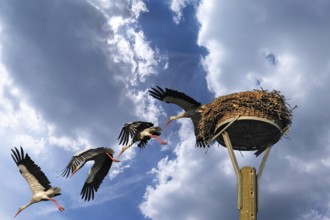 Mounting, white stork (Ciconia ciconia) leaving its nest, Mecklenburg-Western Pomerania, Germany