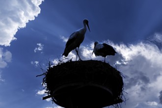 Pair of white storks (Ciconia ciconia) silhouetted in the nest against a cloudy sky,