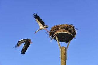 White stork (Ciconia ciconia) leaving its nest against blue sky, Kuhlrade, Mecklenburg-Western