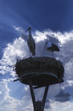 Pair of white storks (Ciconia ciconia) silhouetted in the nest against a blue cloudy sky,