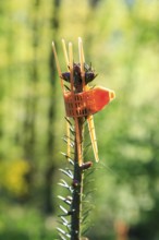 Anti-bite collar on the shoot of a conifer to protect the young tree from animal browsing in the