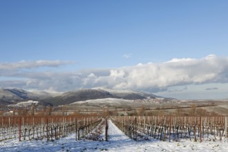 Winter landscape with vineyards and snow-covered hills under a blue sky, Ilbesheim, Southern