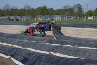 Asparagus harvest with film lifter, Franconia, Bavaria, Germany