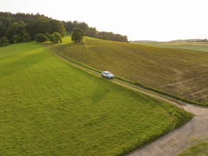 Small car drives along a country road through green fields and rows of trees, Renault Megane, Deer