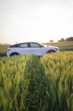 Car driving through green field at sunset, surrounded by tall grass, Renault Megane, Deer E-