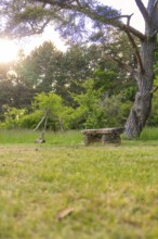 A wooden bench stands on a green meadow under a tree, in the evening light, Gechingen, Hecken und