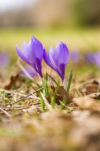 Two purple crocuses next to each other in a spring-like setting, Gechingen, Hecken und Gäu region,