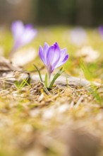 A purple crocus in a spring meadow with blurred background, Gechingen, Hecken und Gäu region,