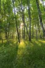 Sunlight streams through a dense, green forest and creates a peaceful atmosphere, Gechingen, Hecken