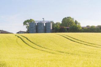 A large grain field with silos in the background, shining in the summer light, Gechingen, Hecken