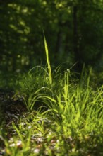 Blade of grass illuminated by sunrays in the shady forest, Gechingen, Hecken und Gäu region,