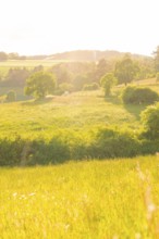 A wide green landscape in the warm evening light, gentle hills in the background, Gechingen, Hecken