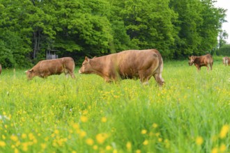 Cows grazing on a flowery meadow at the edge of a forest, Gechingen, Hecken and Gäu region,