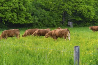 Cows grazing peacefully on a green meadow against a background of dense trees, Gechingen, Hecken