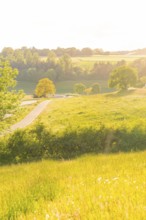Sunlight illuminates a hilly landscape with green fields and scattered trees, Gechingen, Hecken and