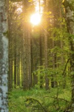 Sunlight breaking through long trees in a dense forest, Gechingen, Hecken and Gäu region, district