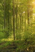 Green forest in the soft light of the evening sun, Gechingen, Hecken and Gäu region, Calw district,