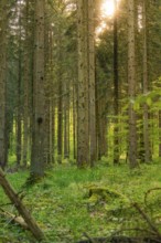 Light falls through trees in a quiet forest, Gechingen, Hecken and Gäu region, district of Calw,