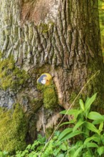 Painted stone in tree bark, surrounded by moss and foliage, Gechingen, Hecken and Gäu region,