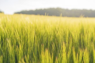 Tall yellow grain growing in the summer light, surrounded by a wide, gentle horizon, Gechingen,
