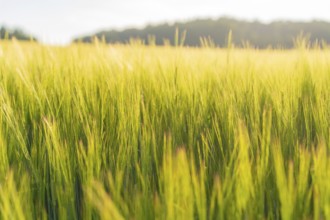 Golden-yellow grain rises high in a wide field under a gentle summer sky, Gechingen, Hecken and Gäu