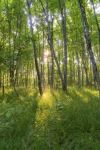 Light floods a green forest and creates a calm and peaceful environment, Gechingen, Hecken und Gäu
